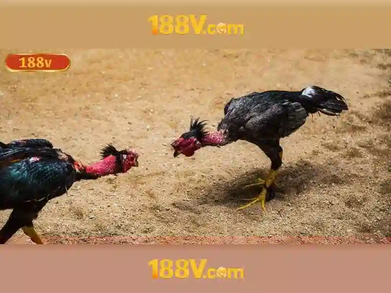 Giao diện nhà cái hoàn hảo