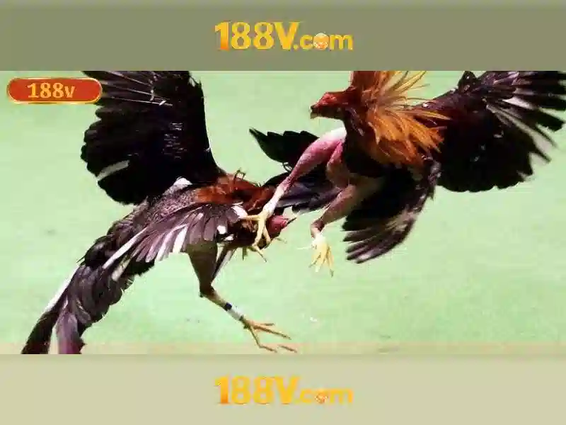 Trải nghiệm người dùng và phản hồi cộng đồng